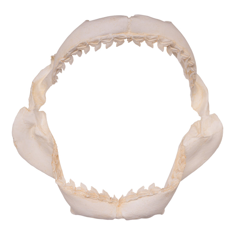 Replica Tiger Shark Jaw