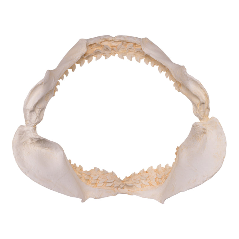 Replica Tiger Shark Jaw