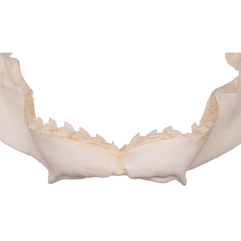 Replica Tiger Shark Jaw