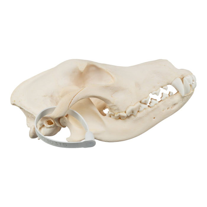 Real Domestic Dog Skull - German Shepherd