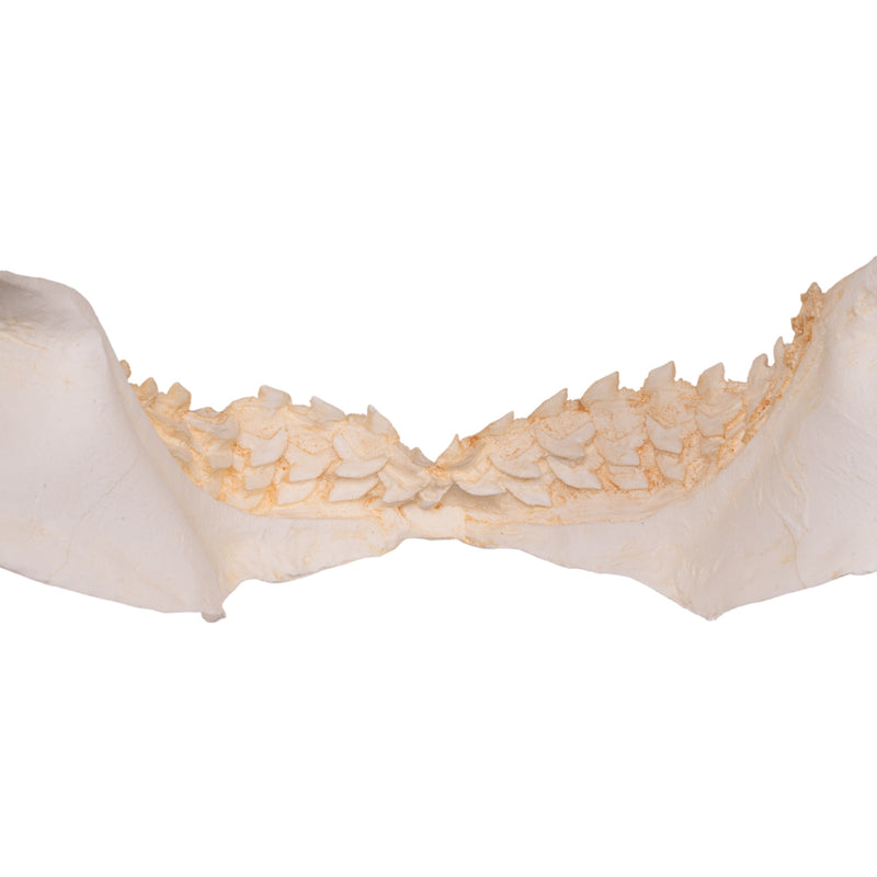 Replica Tiger Shark Jaw
