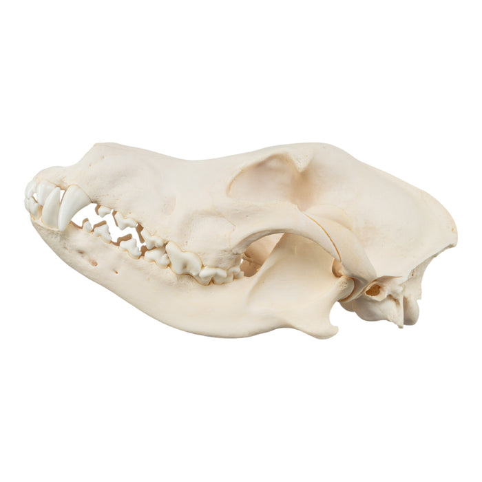Real Domestic Dog Skull - German Shepherd