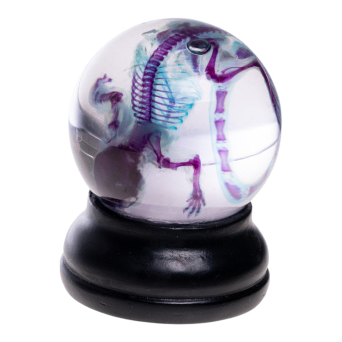 Real Diaphonized Mouse Skeleton - Globe