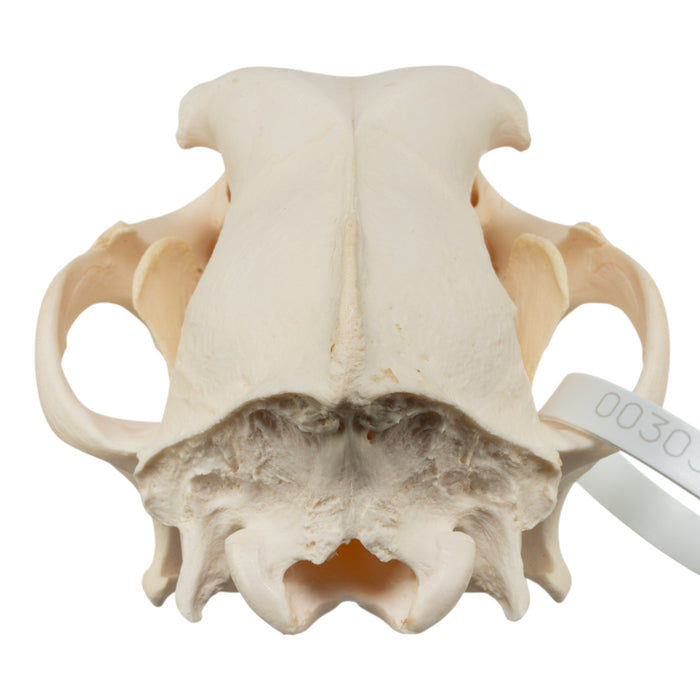 Real Domestic Dog Skull - German Shepherd