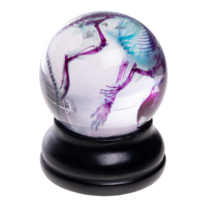 Real Diaphonized Mouse Skeleton - Globe