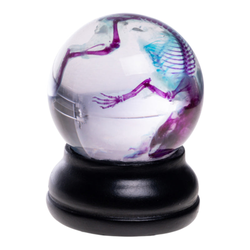 Real Diaphonized Mouse Skeleton - Globe