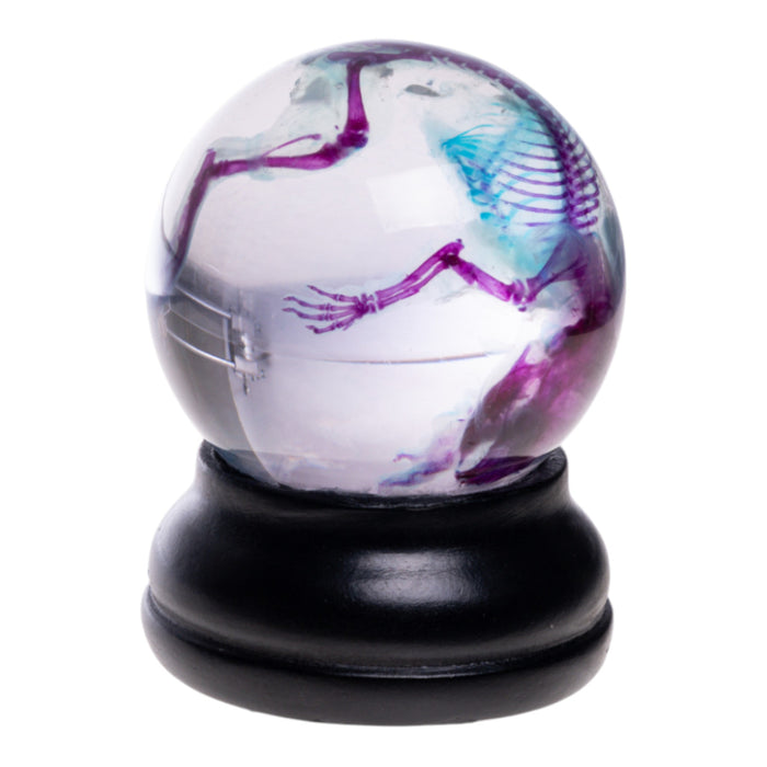 Real Diaphonized Mouse Skeleton - Globe