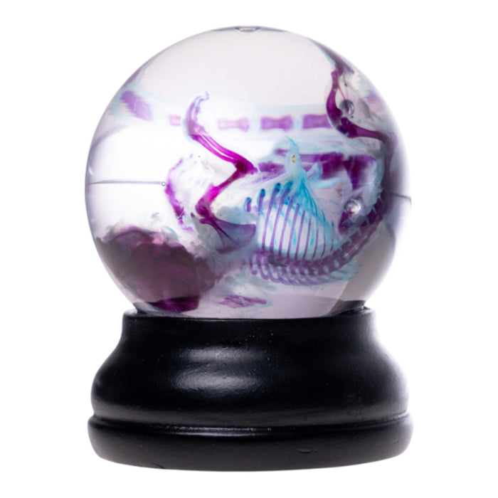 Real Diaphonized Mouse Skeleton - Globe