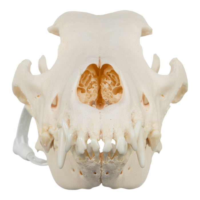 Real Domestic Dog Skull - German Shepherd