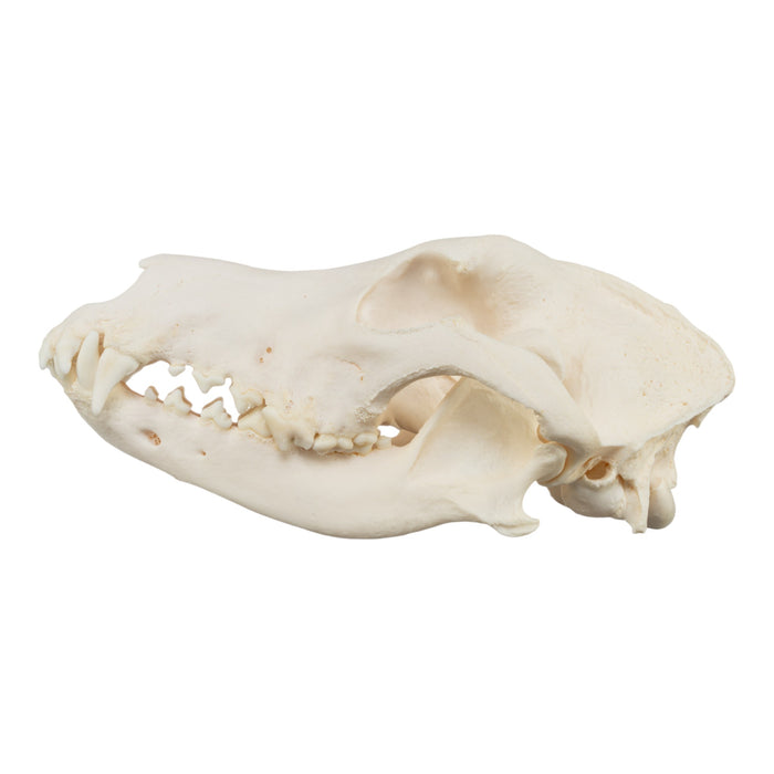 Real Domestic Dog Skull - German Shepherd