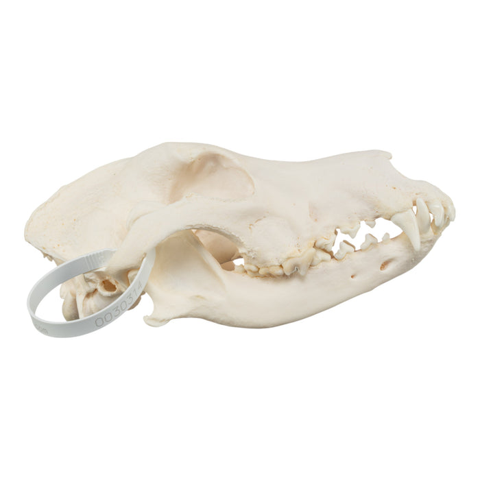 Real Domestic Dog Skull - German Shepherd