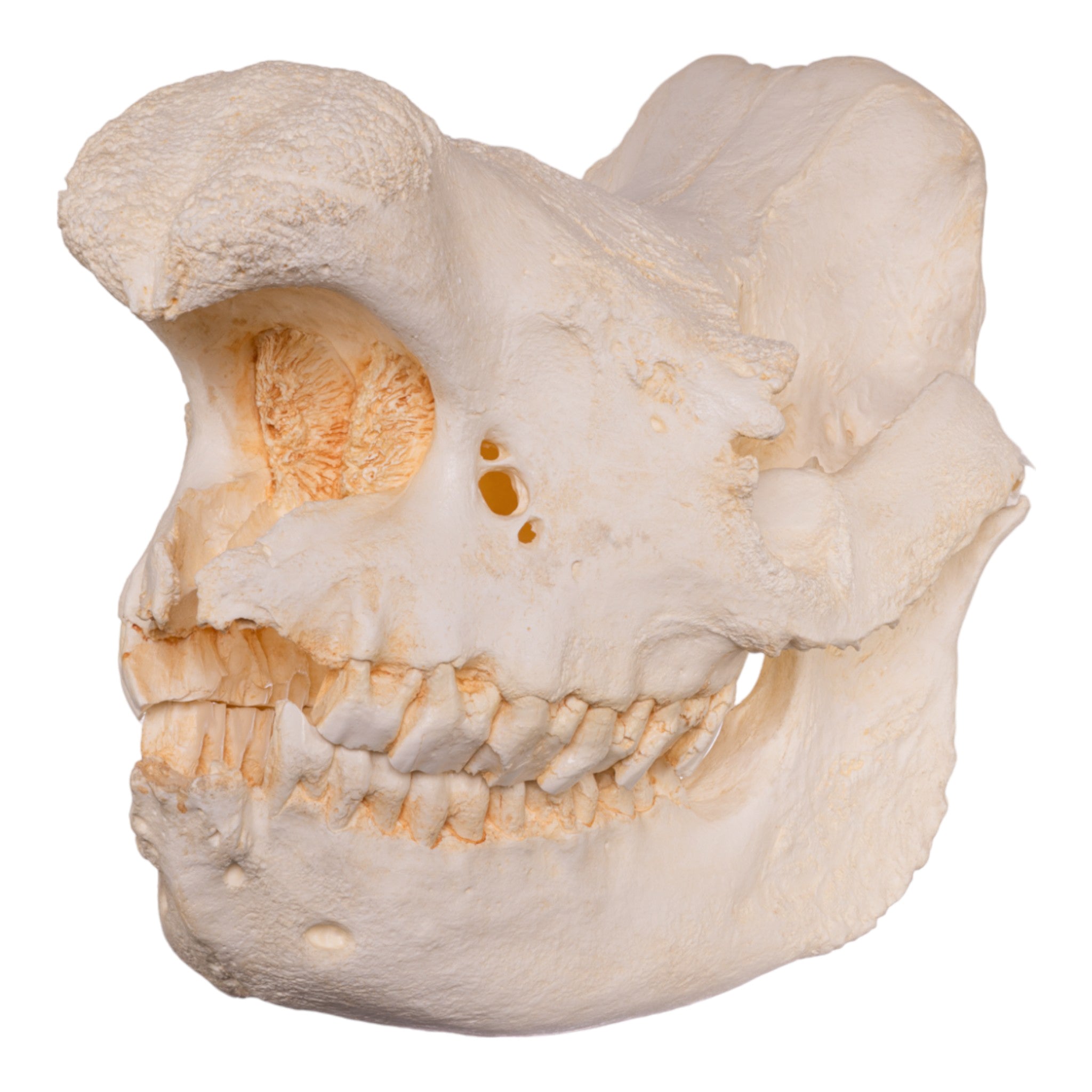 Replica Black Rhinoceros Skull For Sale — Skulls Unlimited