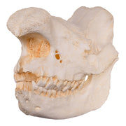 Replica Black Rhinoceros Skull