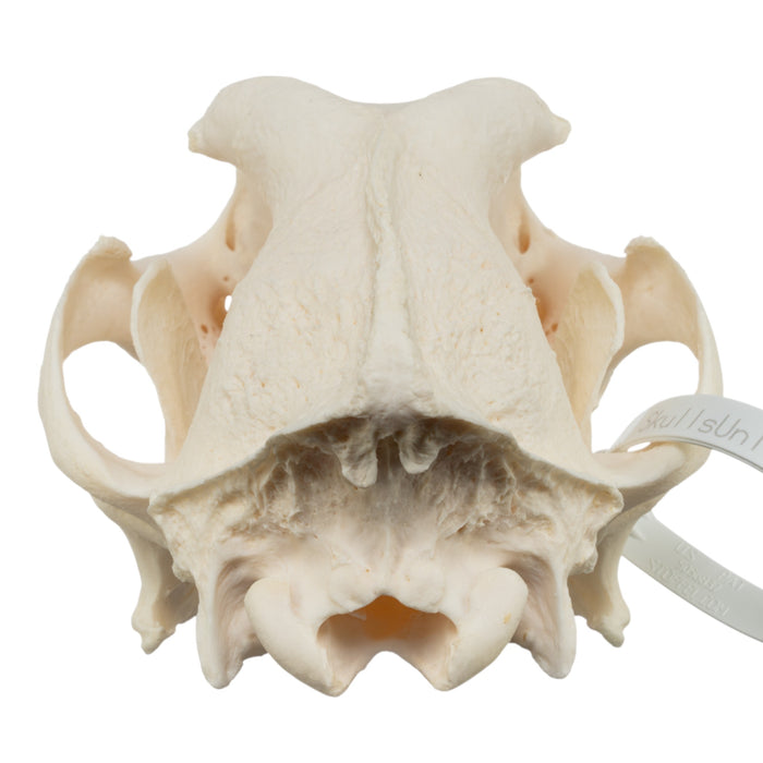 Real Domestic Dog Skull - German Shepherd