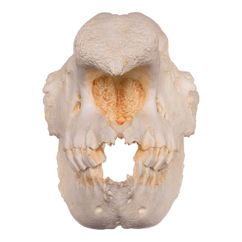 Replica Black Rhinoceros Skull