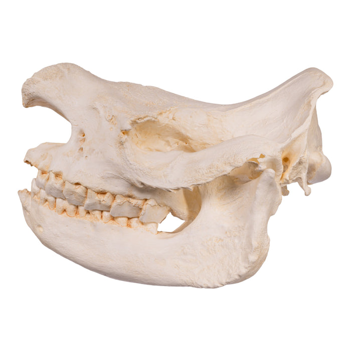 Replica Black Rhinoceros Skull