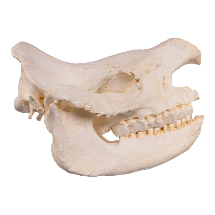 Replica Black Rhinoceros Skull