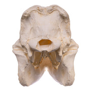 Replica Black Rhinoceros Skull