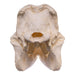 Replica Black Rhinoceros Skull