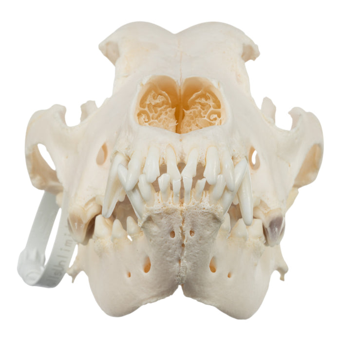 Real Domestic Dog Skull - Great Dane