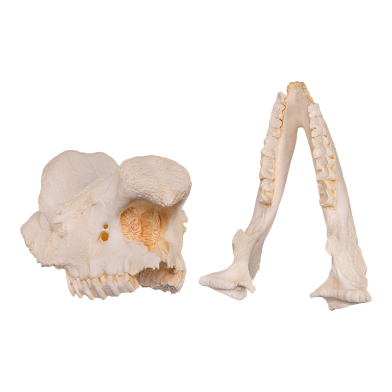 Replica Black Rhinoceros Skull