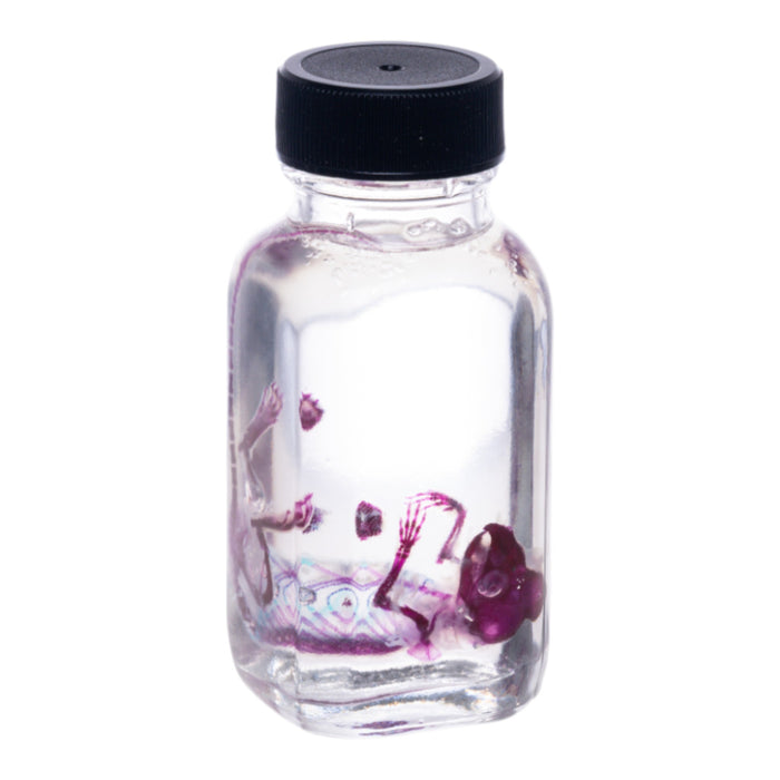 Real Diaphonized Mouse Skeleton