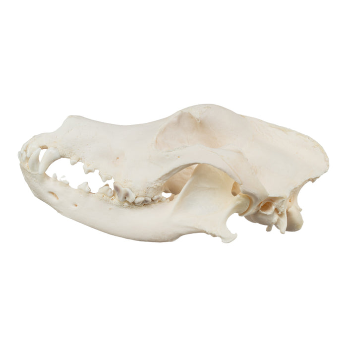 Real Domestic Dog Skull - Great Dane