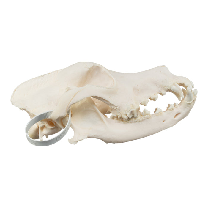 Real Domestic Dog Skull - Great Dane