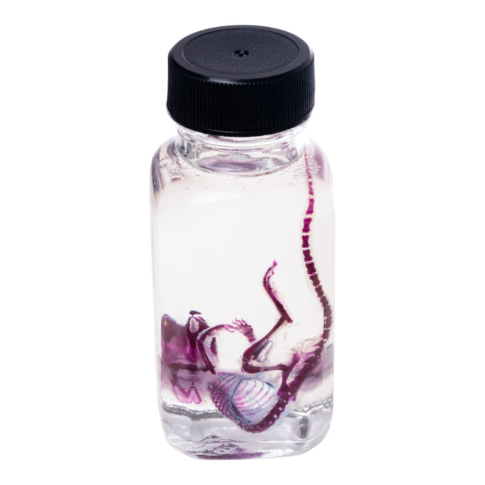 Real Diaphonized Mouse Skeleton