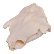 Replica Narwhal Skull