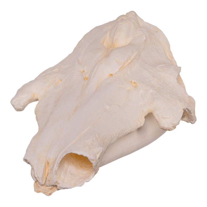 Replica Narwhal Skull