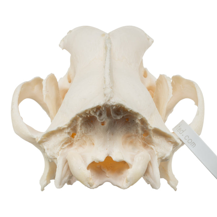 Real Domestic Dog Skull - Great Dane