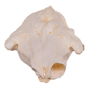 Replica Narwhal Skull