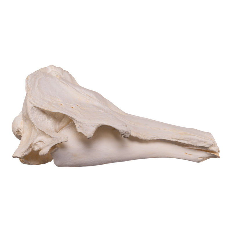 Replica Narwhal Skull