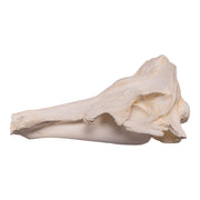 Replica Narwhal Skull