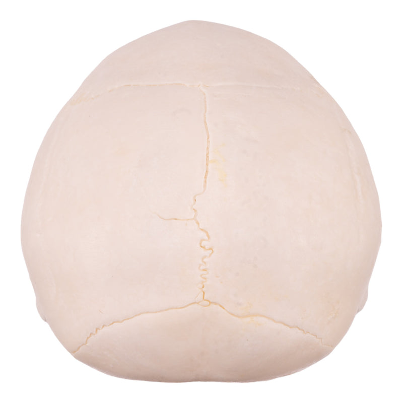 Real Vervet Monkey Skull - Adolescent