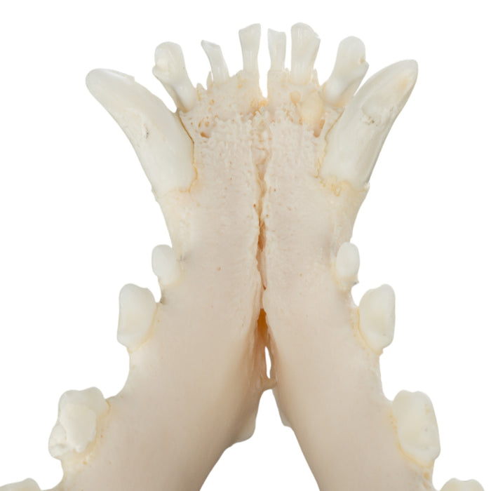 Real Domestic Dog Skull - Great Dane