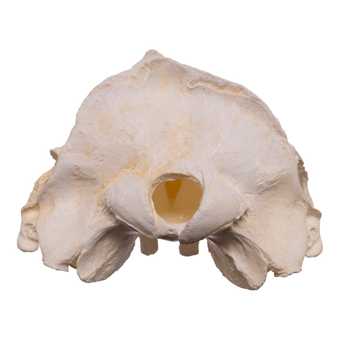 Replica Narwhal Skull