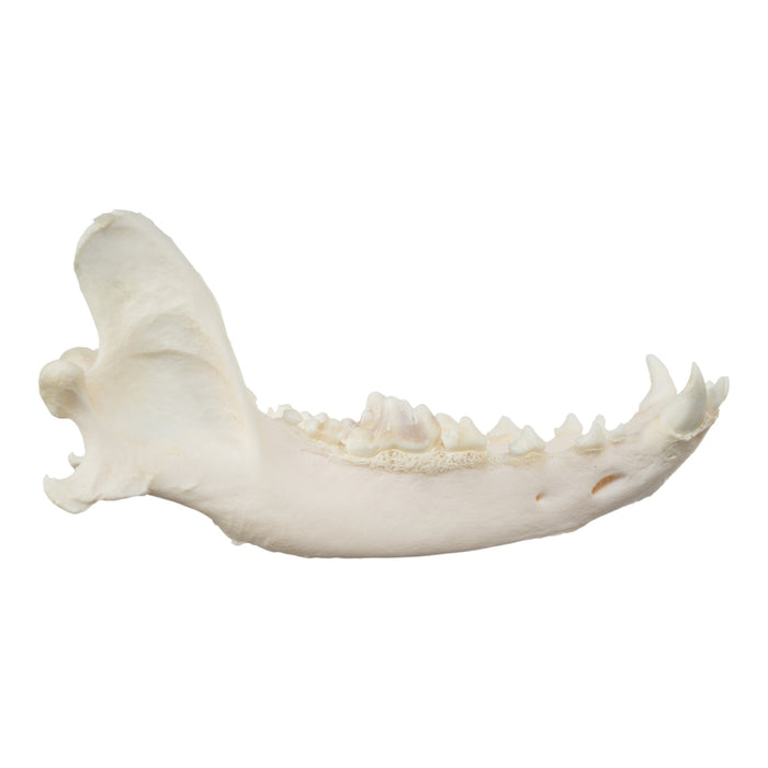 Real Domestic Dog Skull - Great Dane