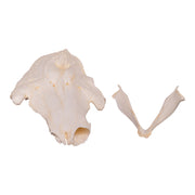 Replica Narwhal Skull