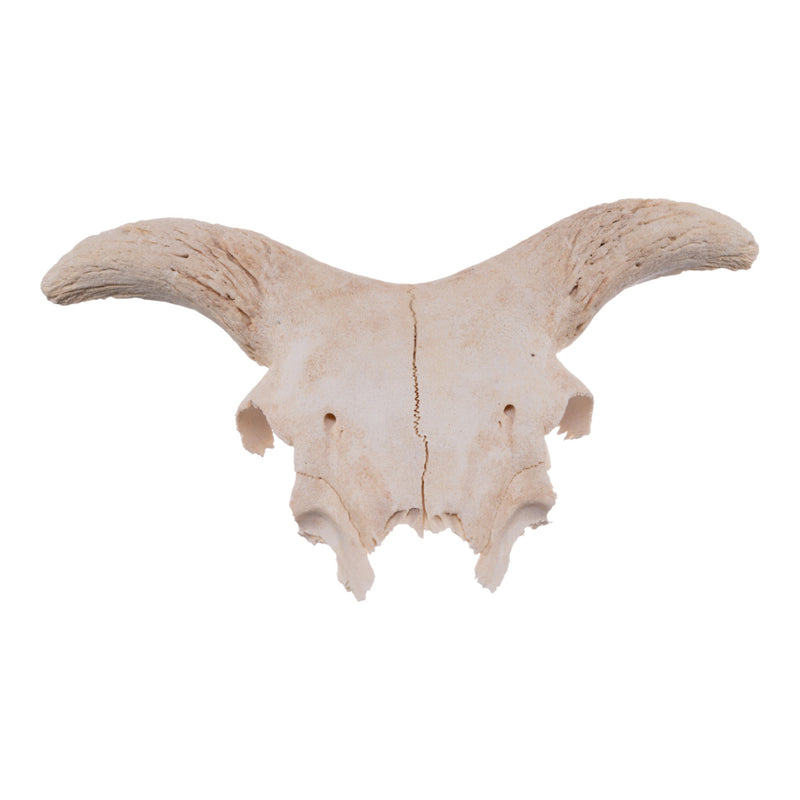 Real Partial Domestic Goat Skull