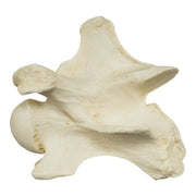 Replica Giraffe Vertebrae