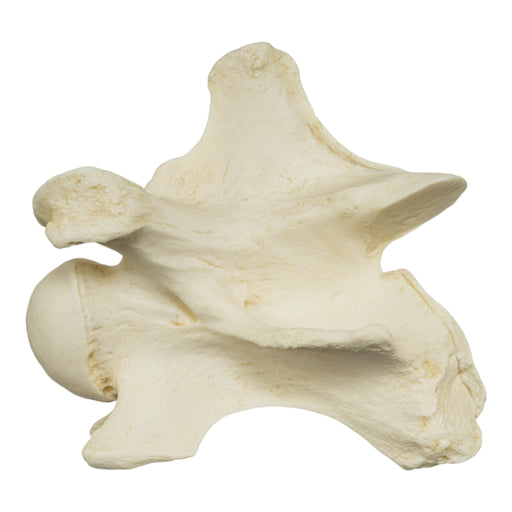 Replica Giraffe Vertebrae For Sale — Skulls Unlimited