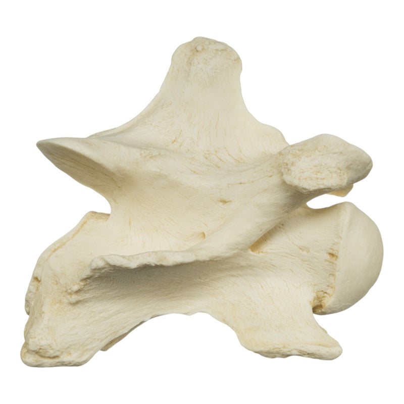 Replica Giraffe Vertebrae