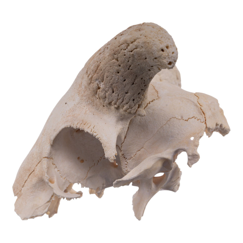 Real Partial Domestic Goat Skull