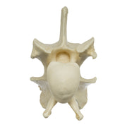 Replica Giraffe Vertebrae