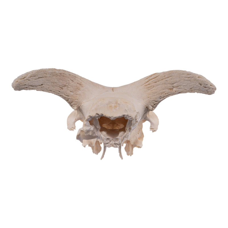 Real Partial Domestic Goat Skull