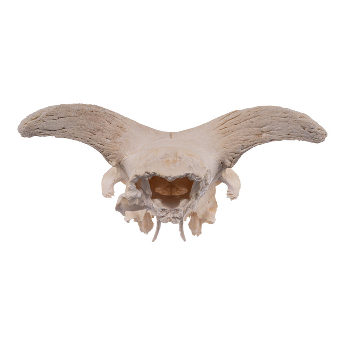 Real Partial Domestic Goat Skull