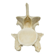Replica Giraffe Vertebrae