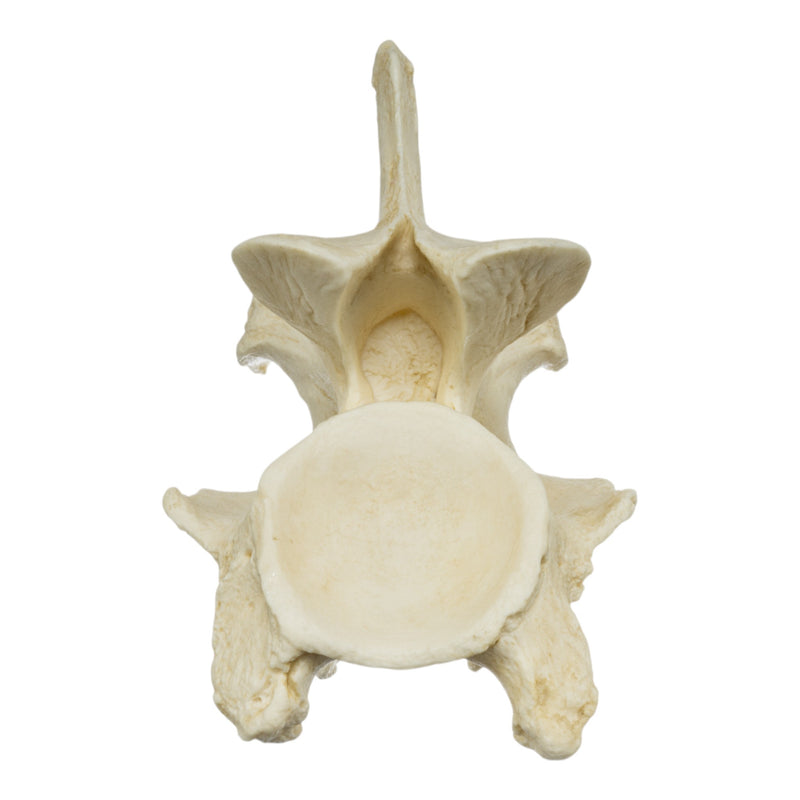 Replica Giraffe Vertebrae